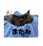 黒猫うにだニャ〜！！（個別スタンプ：13）