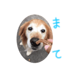 inu家（個別スタンプ：7）