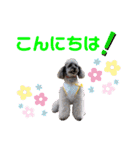 シルバープードル pretty cute puna 2（個別スタンプ：3）