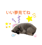 シルバープードル pretty cute puna 2（個別スタンプ：6）