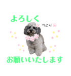 シルバープードル pretty cute puna 2（個別スタンプ：7）