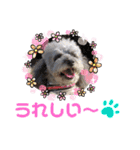 シルバープードル pretty cute puna 2（個別スタンプ：10）
