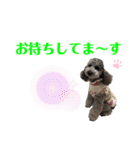 シルバープードル pretty cute puna 2（個別スタンプ：21）