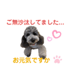 シルバープードル pretty cute puna 2（個別スタンプ：23）