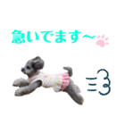 シルバープードル pretty cute puna 2（個別スタンプ：25）