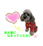 シルバープードル pretty cute puna 2（個別スタンプ：27）