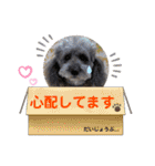 シルバープードル pretty cute puna 2（個別スタンプ：28）