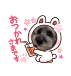 シルバープードル pretty cute puna 2（個別スタンプ：29）