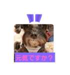 アンコちゃんシリーズ①（個別スタンプ：2）