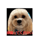 キャバシーズ・ノアのスタンプ7（個別スタンプ：11）