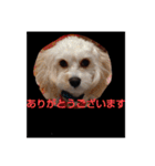 キャバシーズ・ノアのスタンプ7（個別スタンプ：12）