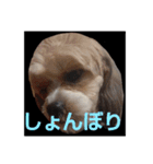 キャバシーズ・ノアのスタンプ7（個別スタンプ：15）