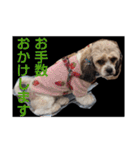 キャバシーズ・ノアのスタンプ7（個別スタンプ：37）