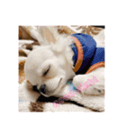 犬と猫と鳥の愉快な仲間達（個別スタンプ：3）
