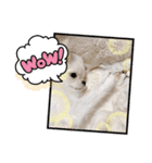 犬と猫と鳥の愉快な仲間達（個別スタンプ：11）
