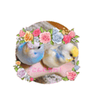 犬と猫と鳥の愉快な仲間達（個別スタンプ：13）
