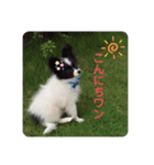 白＆黒のパピヨン（個別スタンプ：1）