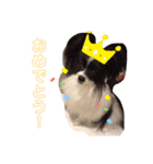 白＆黒のパピヨン（個別スタンプ：5）
