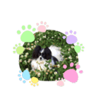 白＆黒のパピヨン（個別スタンプ：7）