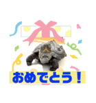 カメ吉君第2弾（個別スタンプ：3）