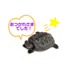 カメ吉君第2弾（個別スタンプ：4）