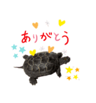 カメ吉君第2弾（個別スタンプ：5）