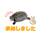 カメ吉君第2弾（個別スタンプ：6）
