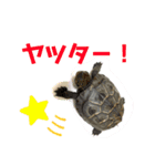 カメ吉君第2弾（個別スタンプ：7）