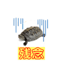 カメ吉君第2弾（個別スタンプ：8）