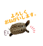 カメ吉君第2弾（個別スタンプ：9）