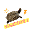 カメ吉君第2弾（個別スタンプ：10）