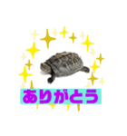 カメ吉君第2弾（個別スタンプ：11）