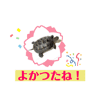 カメ吉君第2弾（個別スタンプ：13）