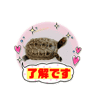カメ吉君第2弾（個別スタンプ：15）