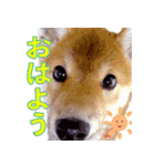 柴犬ゆに君 毎日スタンプ（個別スタンプ：1）
