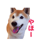 柴犬ゆに君 毎日スタンプ（個別スタンプ：2）