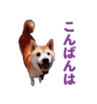 柴犬ゆに君 毎日スタンプ（個別スタンプ：3）