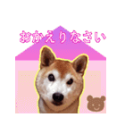 柴犬ゆに君 毎日スタンプ（個別スタンプ：4）