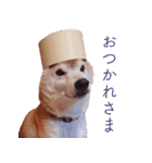柴犬ゆに君 毎日スタンプ（個別スタンプ：5）