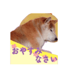 柴犬ゆに君 毎日スタンプ（個別スタンプ：6）