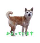 柴犬ゆに君 毎日スタンプ（個別スタンプ：7）