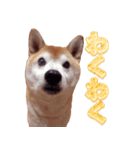 柴犬ゆに君 毎日スタンプ（個別スタンプ：8）