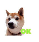 柴犬ゆに君 毎日スタンプ（個別スタンプ：9）