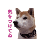 柴犬ゆに君 毎日スタンプ（個別スタンプ：11）