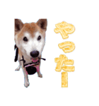 柴犬ゆに君 毎日スタンプ（個別スタンプ：12）