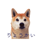 柴犬ゆに君 毎日スタンプ（個別スタンプ：14）