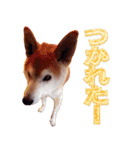柴犬ゆに君 毎日スタンプ（個別スタンプ：15）