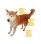柴犬ゆに君 毎日スタンプ（個別スタンプ：16）