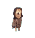 柴犬ゆに君 毎日スタンプ（個別スタンプ：17）