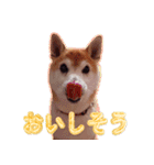 柴犬ゆに君 毎日スタンプ（個別スタンプ：18）